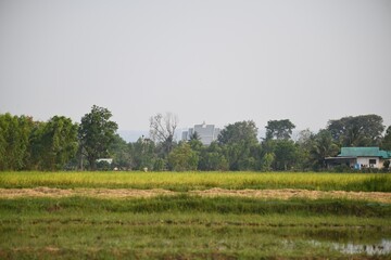 Fototapeta premium rice field landscape