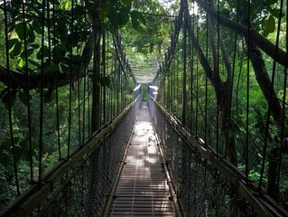 Canopy Walkways