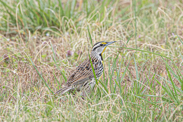 Eastern Meadowlark