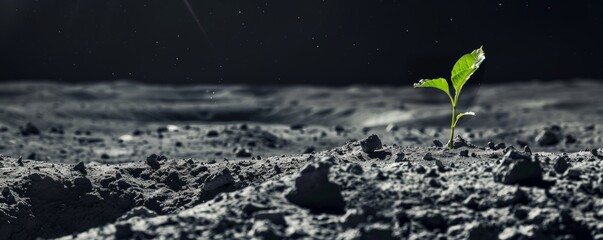 Sprout on moon surface - life in space concept