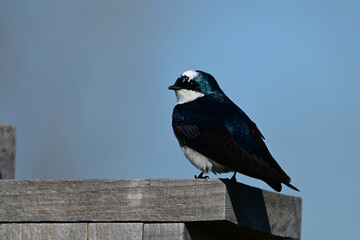 Leucitic male Tree Swallow perched on a bird house