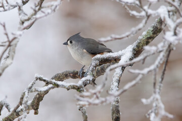 Tufted Titmouse