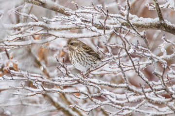 Purple Finch