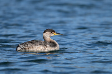 Fototapeta premium A young Red-necked Grebe duck bird floating alone on a lake