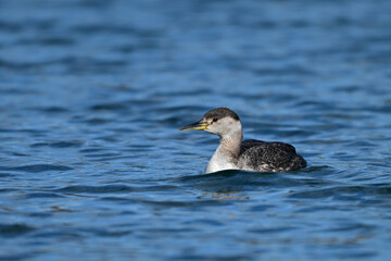 A young Red-necked Grebe duck bird floating alone on a lake
