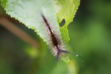 Close up of Caterpillar moth, Hairy caterpillar, blurred background