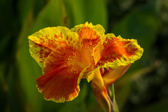 Close up of Canna 'Yellow King Humbert' Burbank flower 