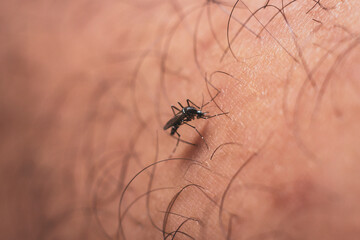 Mosquito sucking blood on human skin with bokeh background, selective focus