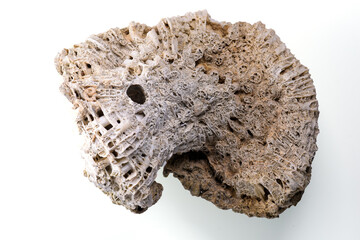 Beached coral found on tropical beach with its unique textures and designs