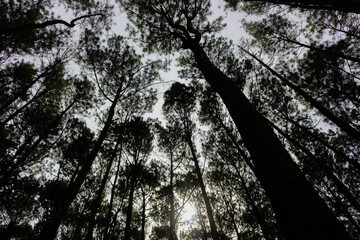 Among the pine trees in the forest with sun light, down view, silhouette photo