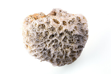 Beached coral found on tropical beach with its unique textures and designs