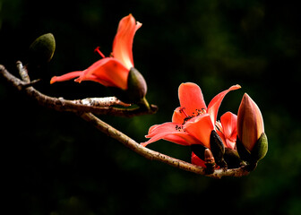 Phoenix flower in full bloom.