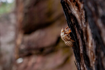 A Cicada on a tree bark,   River/Canyon Area, Blue Mountains National Park, New South Wales, Australia