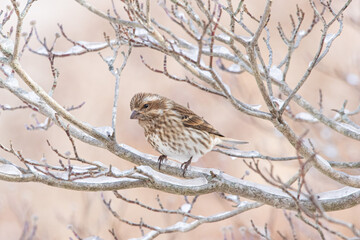 Purple Finch