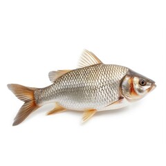 Fish isolated on white background  