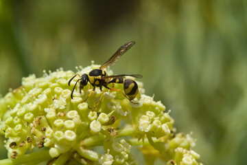 Heath potter wasp (Eumenes coarctatus) Punta Giglio. Parco di Porto Conte Capo Caccia. Alghero. Sardegna. Italia