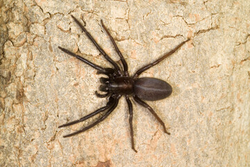 Spider, Segestria senoculata, lives under the bark of trees. Segestria florentina web spider on wood. Very dark and hairy. Bites.  Capo Caccia, Alghero, Sardegna, Italia