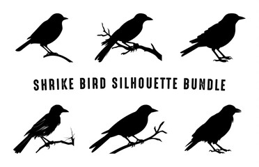 Southern grey shrike bird Silhouette vector art Set, Shrike Bird black Silhouette clipart bundle