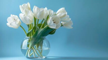 Bright and vibrant close-up of delicate white tulips in a glass vase, glowing against a crisp blue background, studio lit for clarity