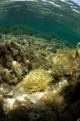 attinia, sea anemone (Anemonia sulcata). Capo Caccia. Alghero, Sardegna.Sardinia