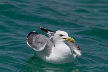 swimming seagull, Mediterranean Herring Gull, Larus cachinnans, Alghero, Porto Conte, Sassari,...