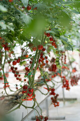 red ripe cherry tomatoes growing in a greenhouse