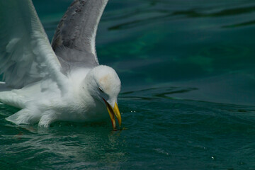 swimming seagull, Mediterranean Herring Gull, Larus cachinnans, Alghero, Porto Conte, Sassari,...