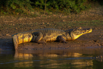 Caimán tomando el sol en la playa