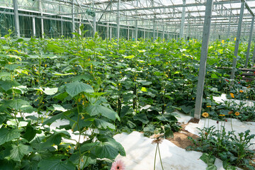 Organic cucumbers cultivation. green vegetables ripening in greenhouse