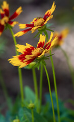 Coreopsis uptick. Golden yellow flowers with bronze red centers.
