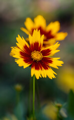 Coreopsis uptick flower.