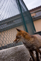Fox (vulpes vulpes) behind a garden fence, Wildlife recovery center. Bonassai, Alghero.SS,...