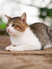 Obraz premium Portrait of street cat with low angle. Cute cat on the floor in park.