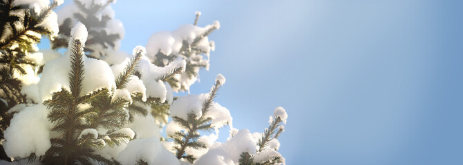 Christmas tree covered snow and ice crystals,  abstract New Year background. Beauty in nature. Copy...