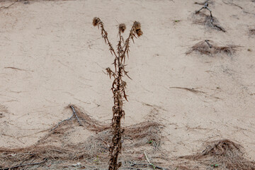 Wollangambe River/Canyon Area, Blue Mountains National Park, New South Wales, Australia