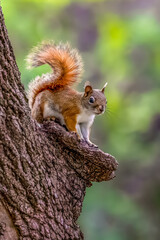 A curious Red Squirrel looks from a tree during spring as lush foliage emerges along the Mississippi River at Riverview Heights Park in Fridley Minnesota near Minneapolis