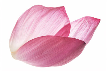 a pink flower with a white background - Powered by Adobe