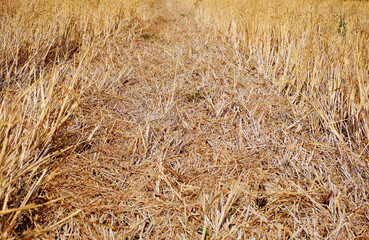 Dried rice field in hot season,  climate change by global warming can make food crisis from long heat summer by weather,  Mekong Delta, Viet Nam