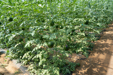 Agricultural watermelon field.Watermelon cultivation in greenhouse.