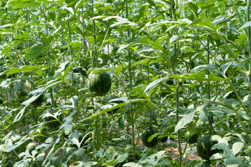 Agricultural watermelon field.Watermelon cultivation in greenhouse.