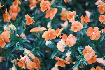 公園の花壇の花