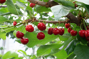 Branch of ripe cherries on a tree in a garden