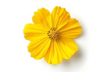 a yellow flower on a white surface - Powered by Adobe