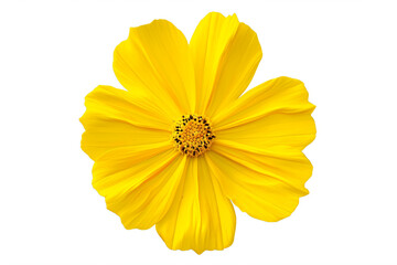 a yellow flower with a white background - Powered by Adobe