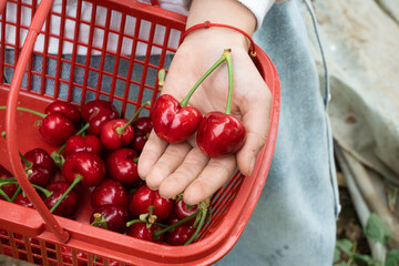 Hands holding freshly picked cherries