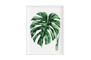 A watercolor painting of a Monstera deliciosa plant, capturing the delicate beauty of its leaves with soft washes of color against, realistic photos on a white background