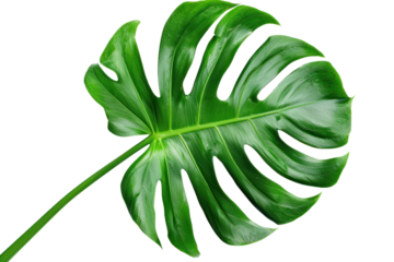 A classic botanical illustration of a Monstera deliciosa plant, showcasing its scientific details and intricate patterns against ,on a white background