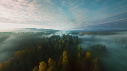 霧がかった深い森の雲海の絶景

