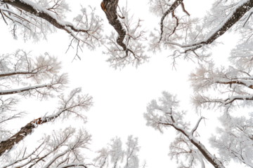 A mesmerizing collection of isolated trees, their snow-laden branches reaching towards the heavens, captured against a backdrop of pristine white., realistic photos on a white background