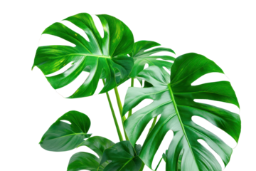 A watercolor painting of a Monstera deliciosa plant, capturing the delicate beauty of its leaves with soft washes of color against a white background